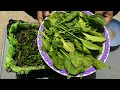 Spinach Harvesting from Kitchen Garden | Spinach in containers on rooftop
