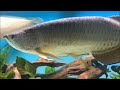 Retire mi arowana jardini