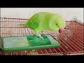 Two cutest 😍 parrot playing with phone 📱  || parrot speaks in Urdu&Hindi | bolna wala tota