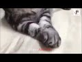 Funny Cat Videos Compilation 2018 - TRY NOT TO LAUGH or GRIN