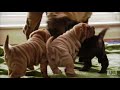 Shar-Pei Puppies | Too Cute!