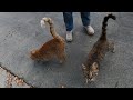 Excited cat meowing very loudly