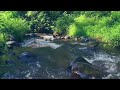 Autumn Forest River Sounds - Relaxing Nature sounds for sleep - With Waterfall Gentle - HD - 1080p