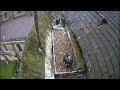 The St Albans Cathedral Peregrine Falcons - What about me?