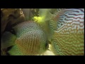 Mastering Discus Aquariums