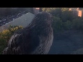 Hawk in Astoria Queens