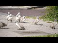 Mute Swan Family with 10 Cygnets Crossing the Road