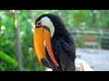 MOST WONDERFUL BIRDS OF ASIA | RELAXING NATURE SOUNDS | SOOTHING BIRD MELODIES | STRESS RELIEF