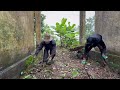 Dramatic transformation of overgrown front lawn - Satisfying abandoned house cleaning