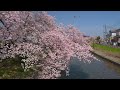 埼玉桜名所 元荒川の桜並木 Japan Sakura | Saitama Motoarakawa Cherry blossoms - 4K HDR