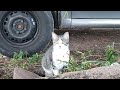 baby gray cat playing on the street