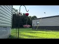 3 Thugz battle for the hummingbird feeder