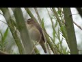 Sedge Warbler Singing