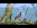 Cute Baby Animals - Beautiful Baby Animals Of The Earth With Relaxing Music (Colorfully Dynamic)