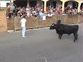 Fontinas bull running