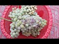 Grapes plant😍😍😍 ||very amazing vlog with me 🤩🤩🤩||