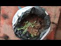 How to grow Grams ( Chickpeas) at home/ വീട്ടിൽ കടല ചെടി