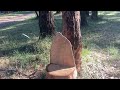 A wooden chair in a forest