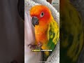 Sun Conure | The Brilliant And A Beautiful Parrot