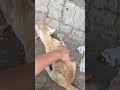 Playing with street cat #shorts #cat #animals