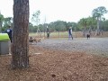 Bonita Springs dog park and Echo 001