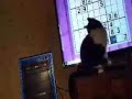 My Cat Mac after my mouse pointer