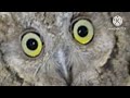 NEW Scops Owl Jumpscare!
