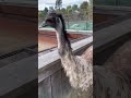 Sydney Zoo Old Man Emu
