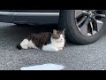 車の下の猫　The cat under the car
