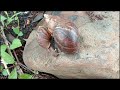 Amazing Snails, millipedes, insects, Catch Cute Chicken, Hermit crab