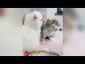 When your cat outsmarts everyone 😂 Funny animals 2024 😅