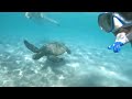 Snorkeling with turtle @Hilo, big island, Hawaii