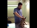 Caracal Hisses at Vet While Being Vaccinated - 1076952