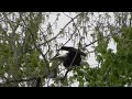 Muncie Bald Eagle