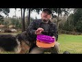 Can the OUTWARD HOUND Fun Feeder Slo Bowl really slow down our GSDs?