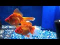 Fantail Goldfish Care & Tank Setup