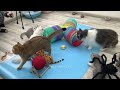 Funniest Animals 2024 😆 New Funny Cats and Dogs 😻🐶 Part 28
