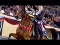 Saddle Seat Horses: Born Animated