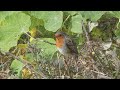 PETIRROJO : EUROPEAN ROBIN