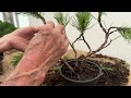 Making Simple Bonsai From Nursery Material