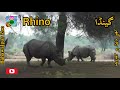 #zoo #animals Bahawalpur Zoo | Zoo Animals | Pakistan Zoo | چڑیا گھر کی سیر | بہاولپور کا چڑیا گھر