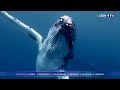 Etats-Unis : les images impressionnantes d'une baleine qui fait chavirer un bateau