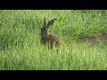 Hare U-turn