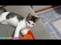 Funniest CATS and DOGS 2024 😂 Funny ANIMALS videos 🐱funniest CAT moments 😅Funny Pet Videos 2024