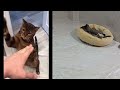 Guilty Dog and cat is so funny😋😻Try Not to Laugh🤣2024