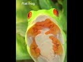 Frog TikToks