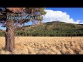 1 Hour in a Healing Aspen Forest w/ Nature Sounds 1080p Pure Relaxation Video