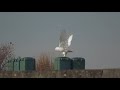 snowy owl and raven, a conversation between two birds on a golfcourse