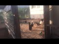 Chickens this morning