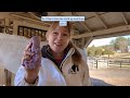 Horse clipping 101 - get started body clipping or trace clipping your horse